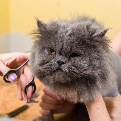 CAT GROOMING